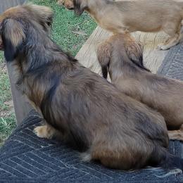 Dachshund Puppies from CLARK'S BREEDING PROGRAM