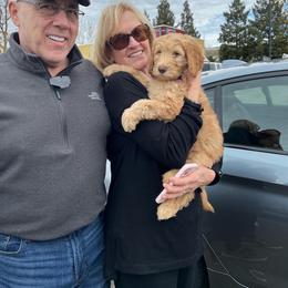 Goldendoodle Puppies from Lundee Doodles