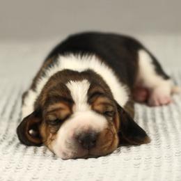 Max - Black white and brown male Basset Hound puppy in Idaho from Welcome Home Bassets