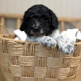 Colt - Parti male Goldendoodle puppy in Zeeland, Michigan from Dandelion Lane Doodles