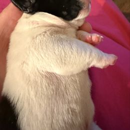 Bingo - White and brindle male French Bulldog puppy in Billings, Montana from Sugarloaf French bulldogs and Australian cattle dogs