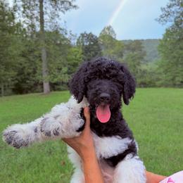 Rain - Parti male Goldendoodle puppy in Jasper, Georgia from Harrington Doodles & Poodles
