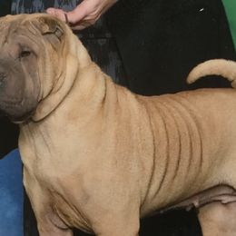 Chinese Shar-Pei from Camp Wrinkles Chinese Shar-Pei