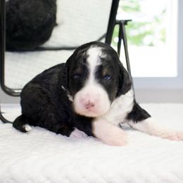 El Toro Loco - male Australian Mountain Doodle puppy in Decatur, Illinois from Signature Doodles