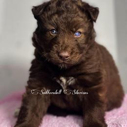 Thor - Red and white male Siberian Husky puppy in Deer Park, Texas from SouthernBell Siberian Huskies
