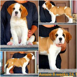 Saint Bernard Puppies from Heart Mountain Saint Bernards