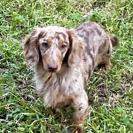 Godiva - Dachshund