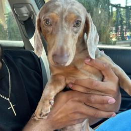 Prince - Dachshund