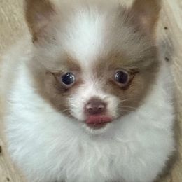 Akc king - Lavender male Pomeranian puppy in Wyandotte, Michigan from FAITHOPELOVE POMS KENNELS