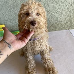 Purple collar - Apricot female Goldendoodle puppy in Apple Valley, California from Daisy’s  Doodles11
