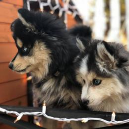 Pomskies from Our Pomsky Yard