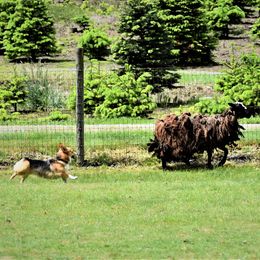 Pembroke Welsh Corgi Puppies from Outlands Corgis