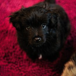 Pyrenean Shepherd Puppies from PYRWILD