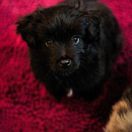 Pyrenean Shepherd Puppies from PYRWILD