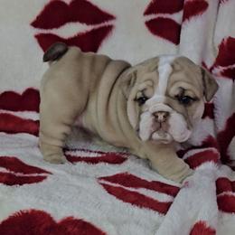 Rose - Chocolate tri-color female Bulldog puppy in Franklin Grove, Illinois from Illinois Bullies Kennel