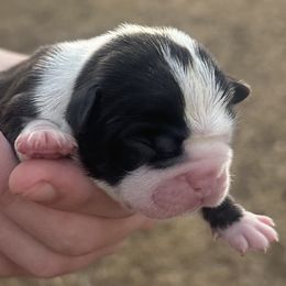 Belle - Brindle and white female Boston Terrier puppy in Brazos Point, Texas from TX Southern Belle Bostons