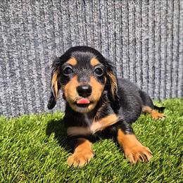 Penni - Black and tan female Dachshund puppy in Birmingham, Alabama from Mini Doxies Love