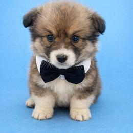 Ollie - Sable male Pembroke Welsh Corgi puppy in Ramona, Oklahoma from Eden Farms Corgis