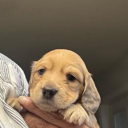 Maverick - Cream male Dachshund puppy in New Smyrna Beach, Florida from J & L Mini D’s