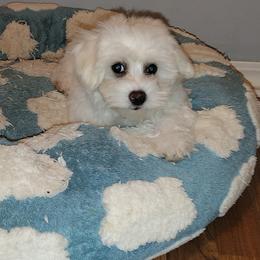 Coton de Tulear puppies from Coton Country