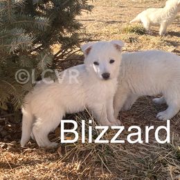 American Eskimo Dog and German Shepherd Puppies from Lone Cone Kennels
