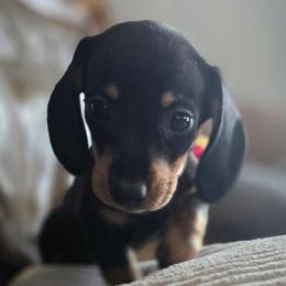 Leia AKC - Black and tan female Dachshund puppy in Arizona from Tps Teeny Weins