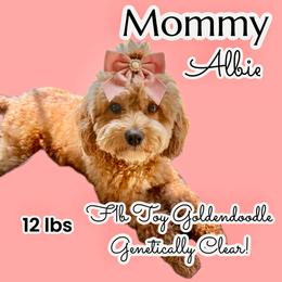 Albie - Goldendoodle