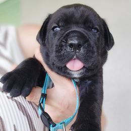 Mr. Blue - Black male Cane Corso puppy in Palm Coast, Florida from Northgold Cane Corso