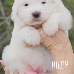 HILDA - White female Great Pyrenees puppy in Trinidad, Colorado from Prospect Pyrenees
