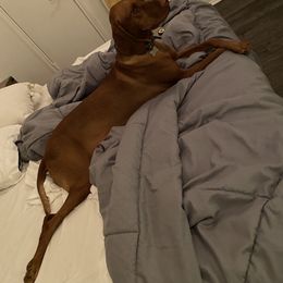 Vizsla All Grown Up from Arailek Vizslas