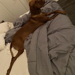 Vizsla All Grown Up from Arailek Vizslas