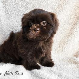 Shih Tzu Puppies from Beirin Breige Shih Tzus