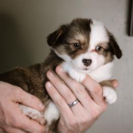 Daniel - Sable male Pembroke Welsh Corgi puppy in South Otselic, New York from Ridge Top Corgis