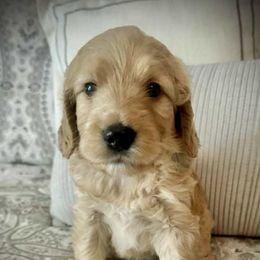 Jack - Cream male Goldendoodle puppy in Charlotte, North Carolina from Hopeful Heart Doodles