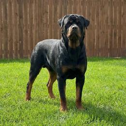 Zues - Rottweiler