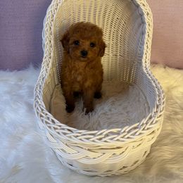 Kohana(AKC) - Red  female Poodle puppy in Moreno Valley, California from Yanni's Poodle