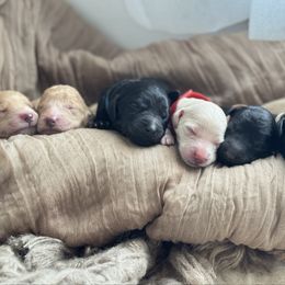 Goldendoodle puppies from Sixth Day Kind