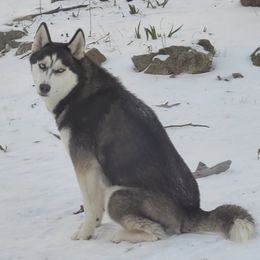 Siberian Huskies from Anuun's Huskies