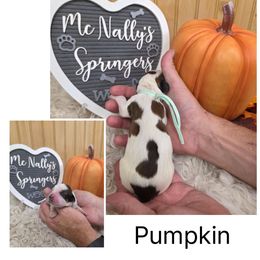 Pumpkin - Liver white and tan female English Springer Spaniel puppy in Freeland, Michigan from McNally's Springer Spaniels