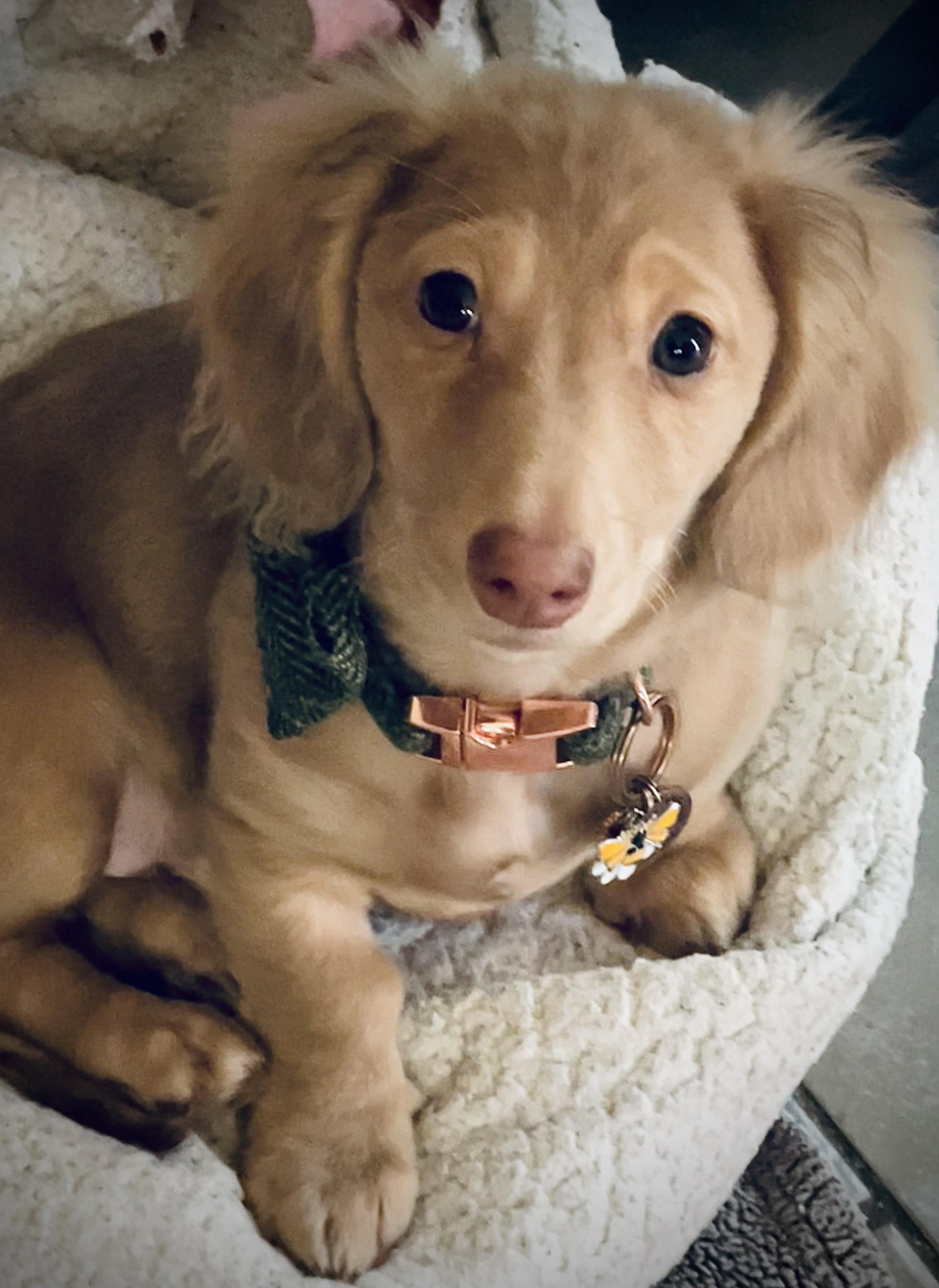 Remi
