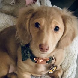 Remi - Dachshund