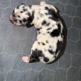 Boy 2 - Blue merle male Miniature Australian Shepherd puppy in Hillsboro, Texas from H&J Aussies