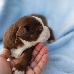 Rtf - Red tri female Miniature Australian Shepherd puppy in Lakeland, Florida from Sunshine Mini Aussies