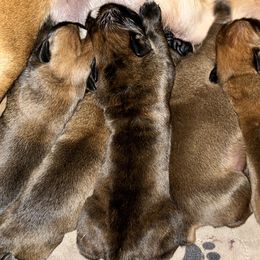 Boxer Puppies from Von Royal Dell’Infinite