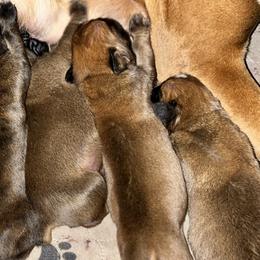 Boxer Puppies from Von Royal Dell’Infinite
