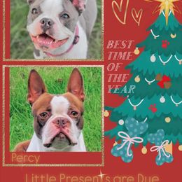 Boston Terrier puppies from Dreamweaver Bostons