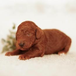 Ruby - Red  female Goldendoodle puppy in Spokane, Washington from Puppy Love