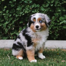 Miniature American Shepherds and Miniature Australian Shepherds from Twisted H Aussies
