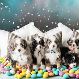 Bernedoodle, Old English Sheepdog, and Sheepadoodle Puppies from Desert Sheepies and Doodles