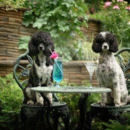 Poodle All Grown Up from Firefly Farm Poodles